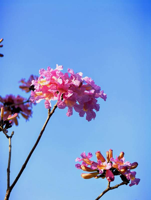 蓝天的紫风铃木图片