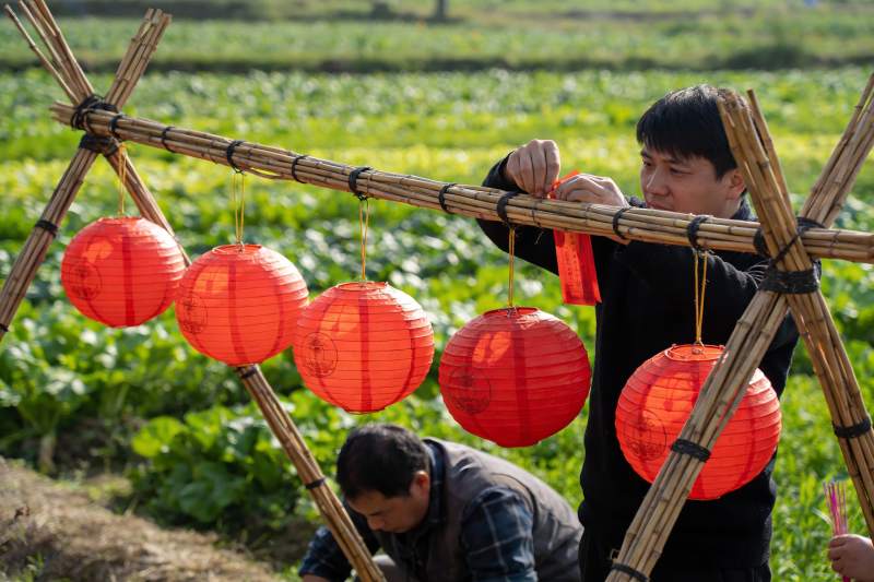 田间挂红灯笼庆佳节图片