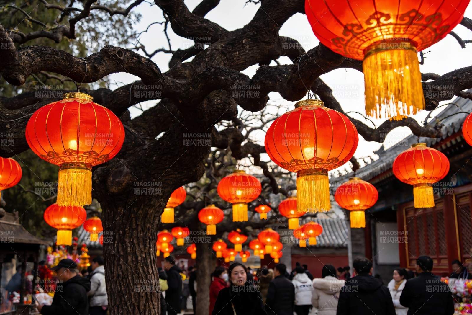 古树红灯笼映衬游人图片