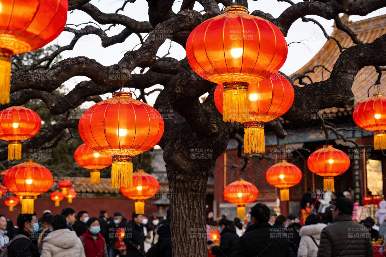 古树红灯笼映衬人群节日氛围图片