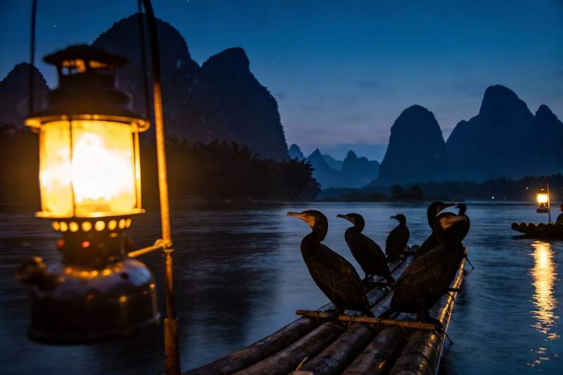 夜幕江上鸬鹚栖息竹筏图片