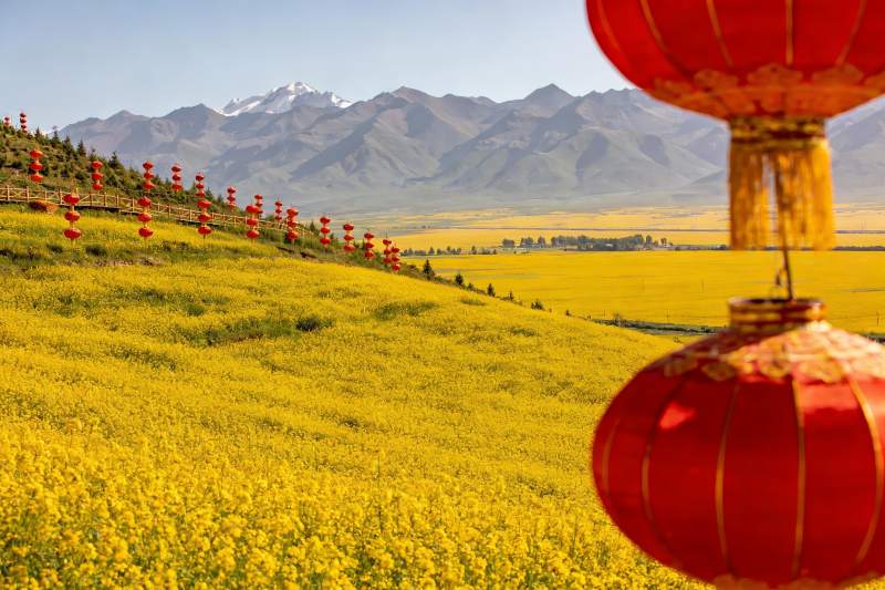 金黄花海与红灯笼图片