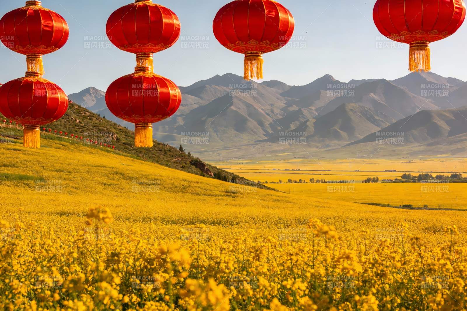 金黄花海红灯笼图片