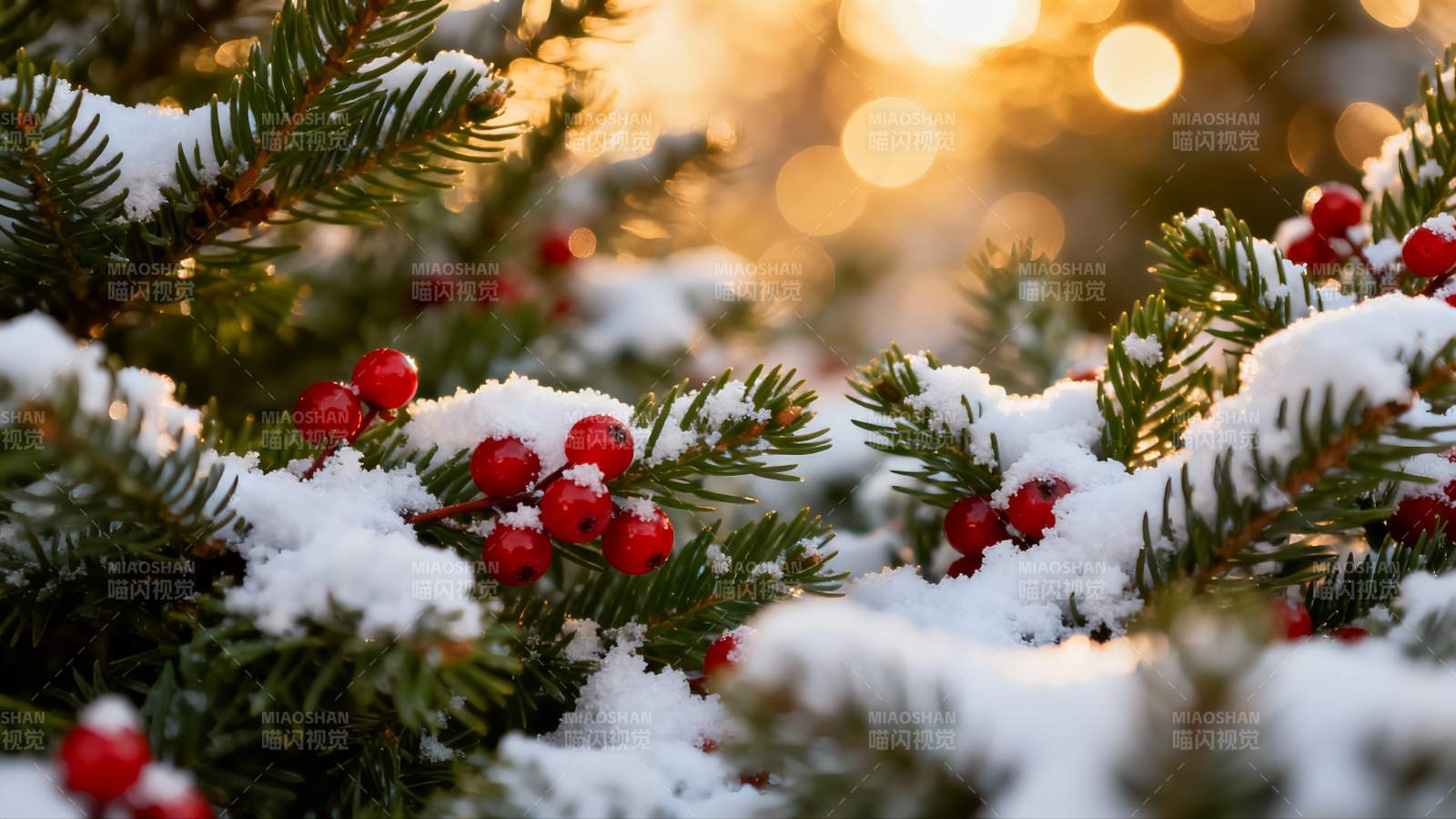 雪覆松枝红果映夕阳图片