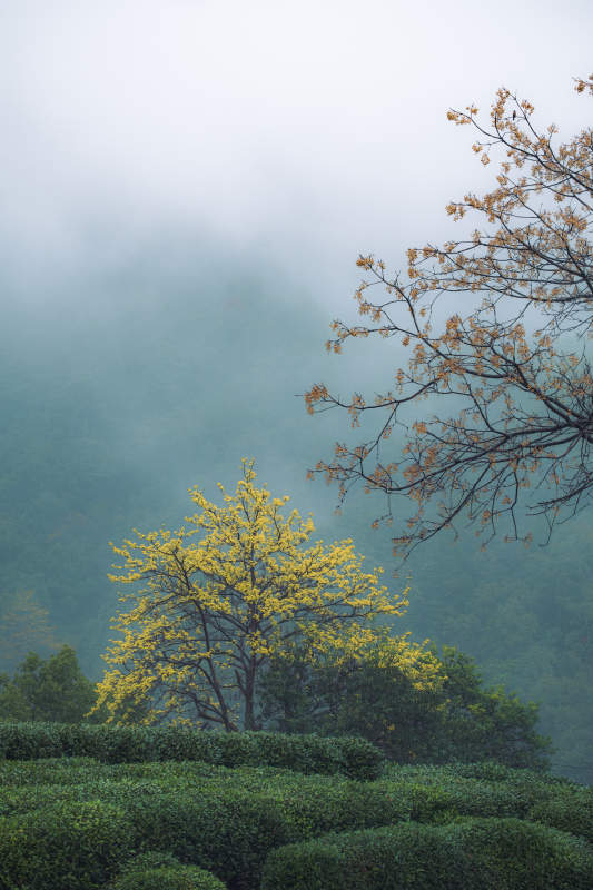 雾中黄花茶山图片
