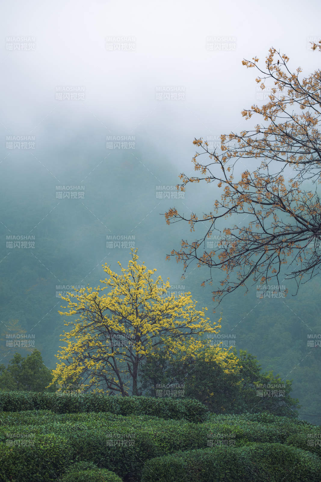 雾中黄花茶山图片