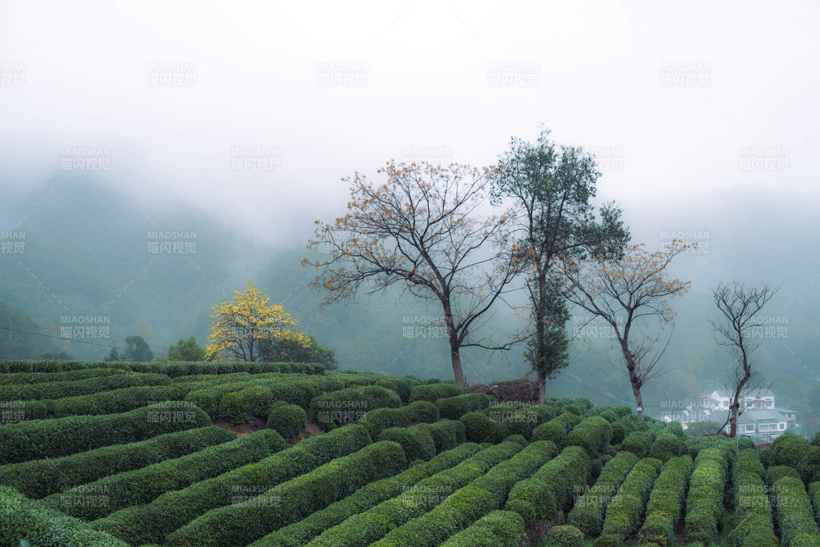 雾中茶园静谧景图片