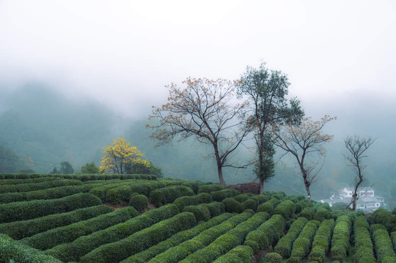 雾中茶园静谧景图片
