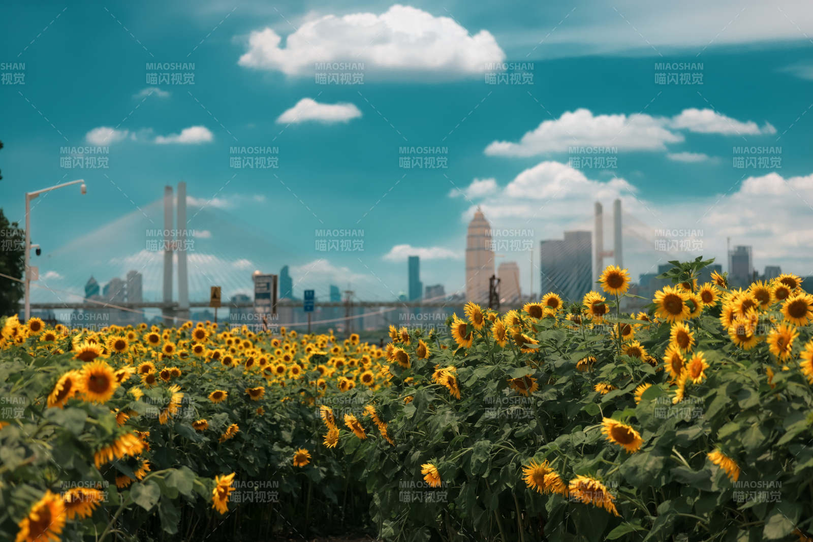 向日葵与城市天际线-武昌江滩图片