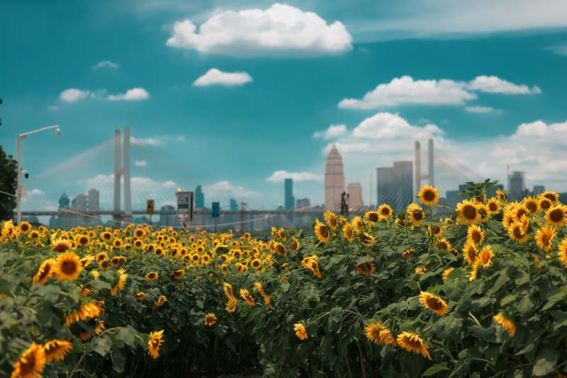 向日葵与城市天际线-武昌江滩图片