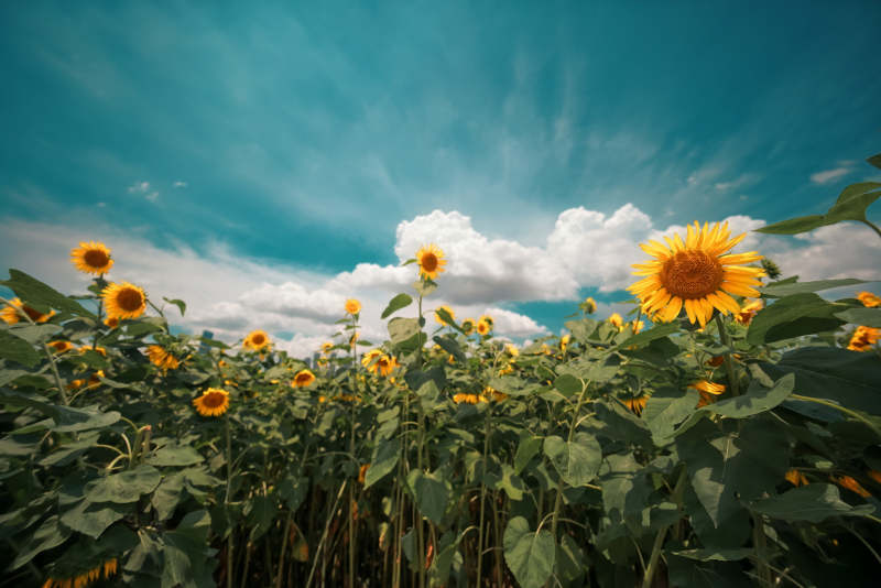 向日葵田与蓝天-武昌江滩图片