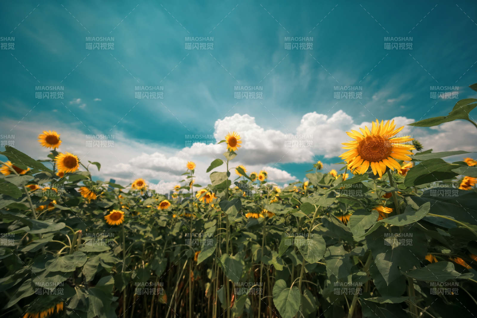 向日葵田与蓝天-武昌江滩图片