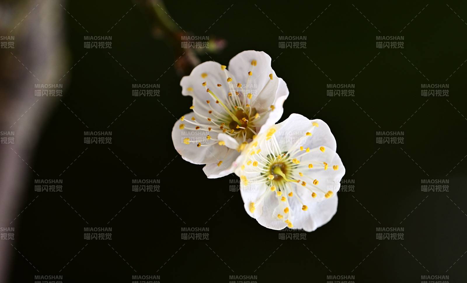 公园里的梅花依然洁白芬芳图片