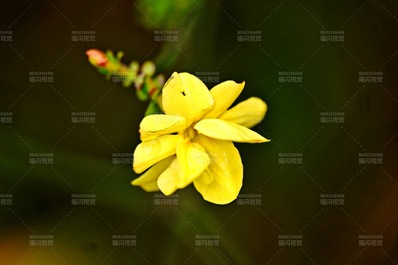 迎春黄花绽放图片