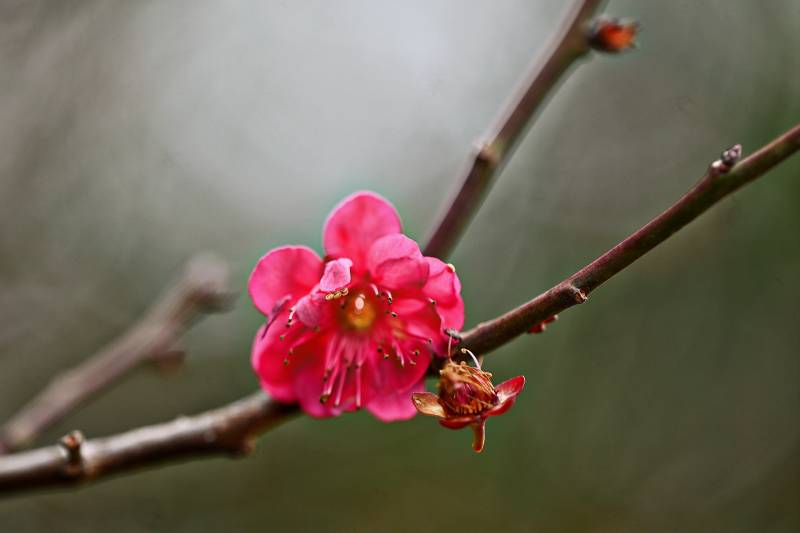 红梅绽放枝头图片