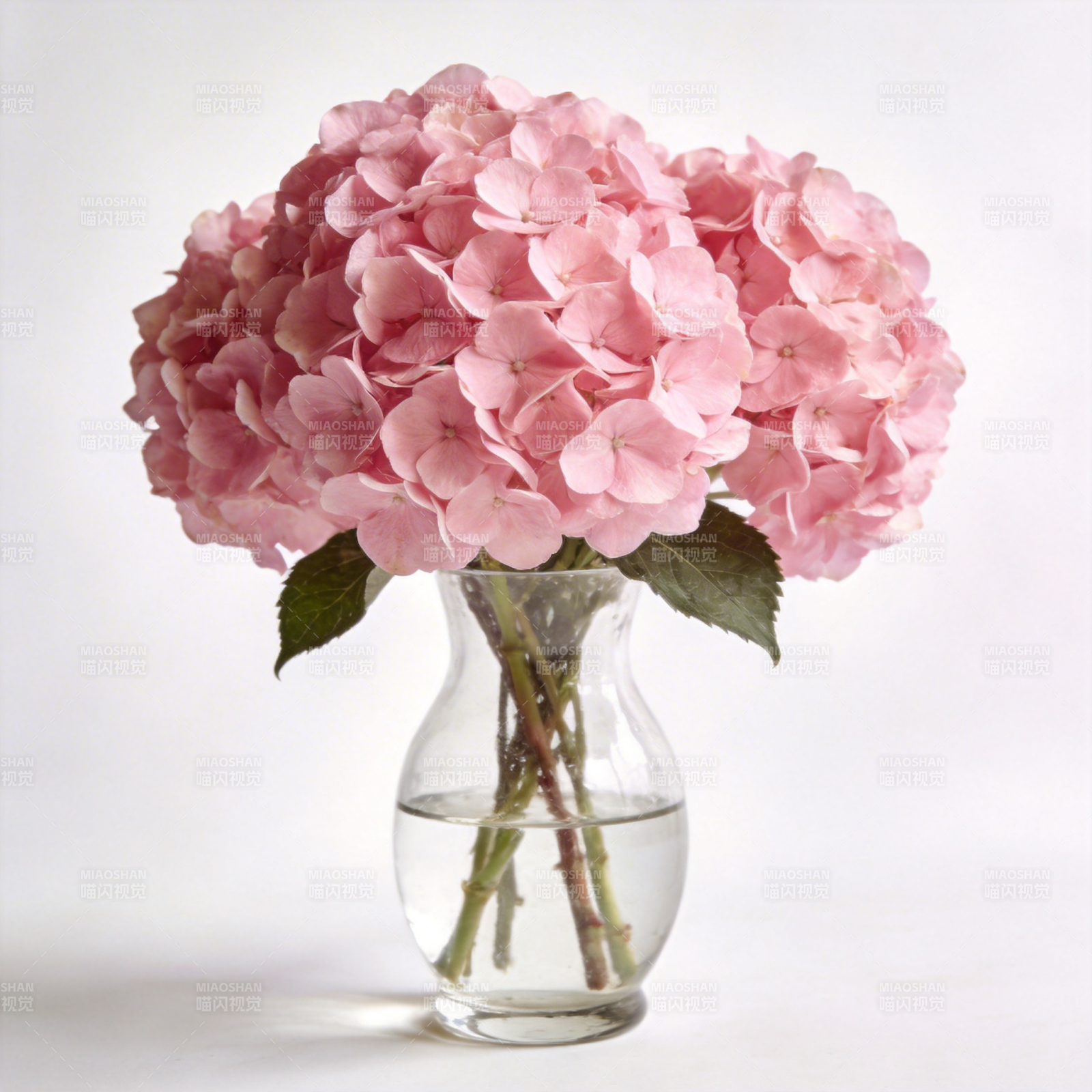 粉绣球花静谧绽放图片