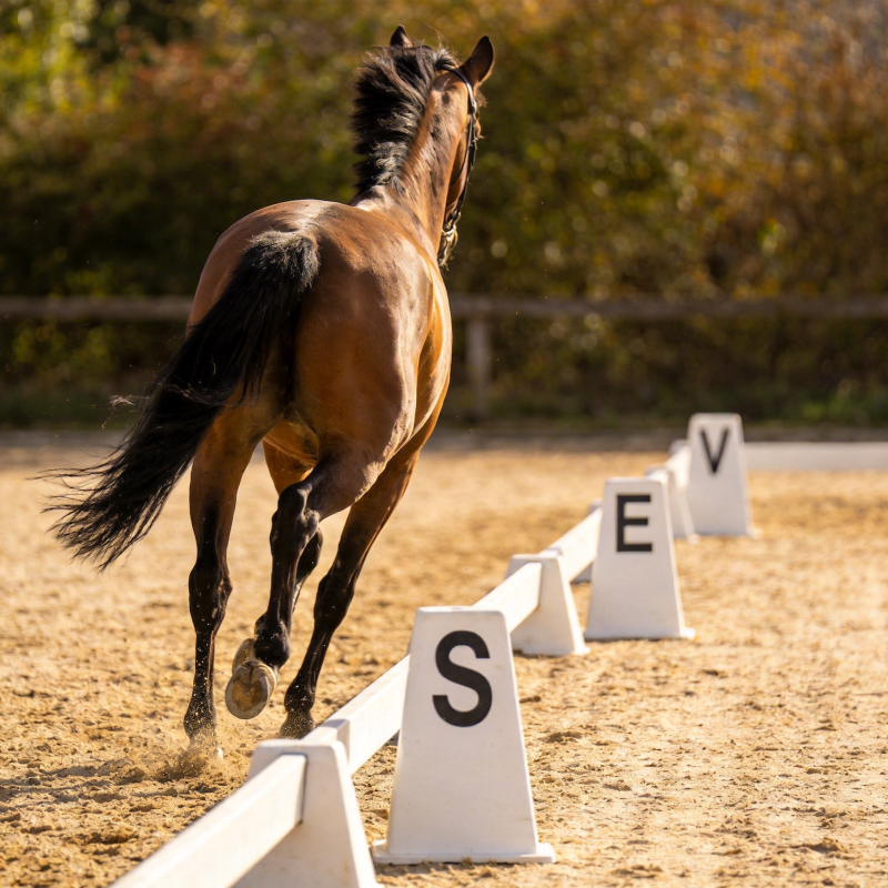 骏马驰骋训练场图片