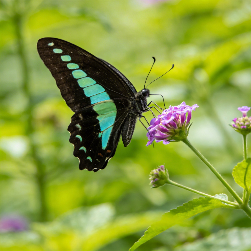 蓝凤蝶采蜜图片