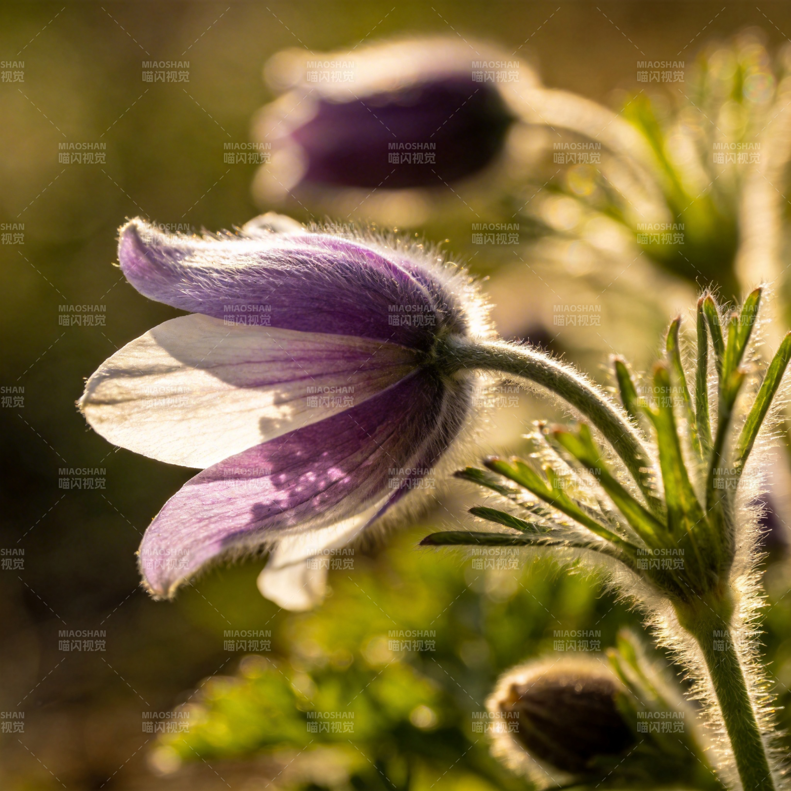 紫花绽放 春意盎然图片
