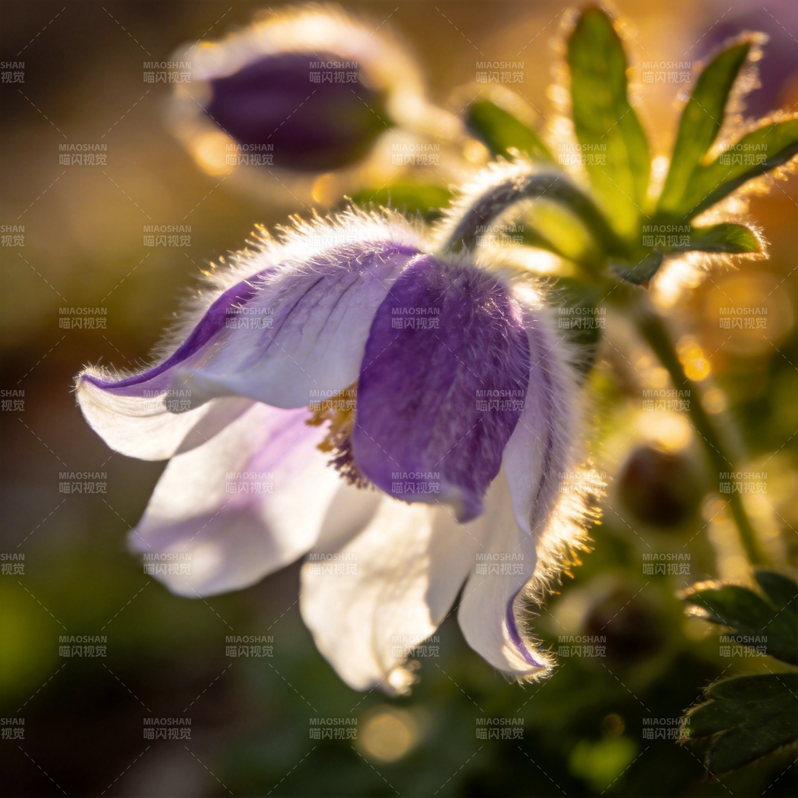 紫白花绽放图片