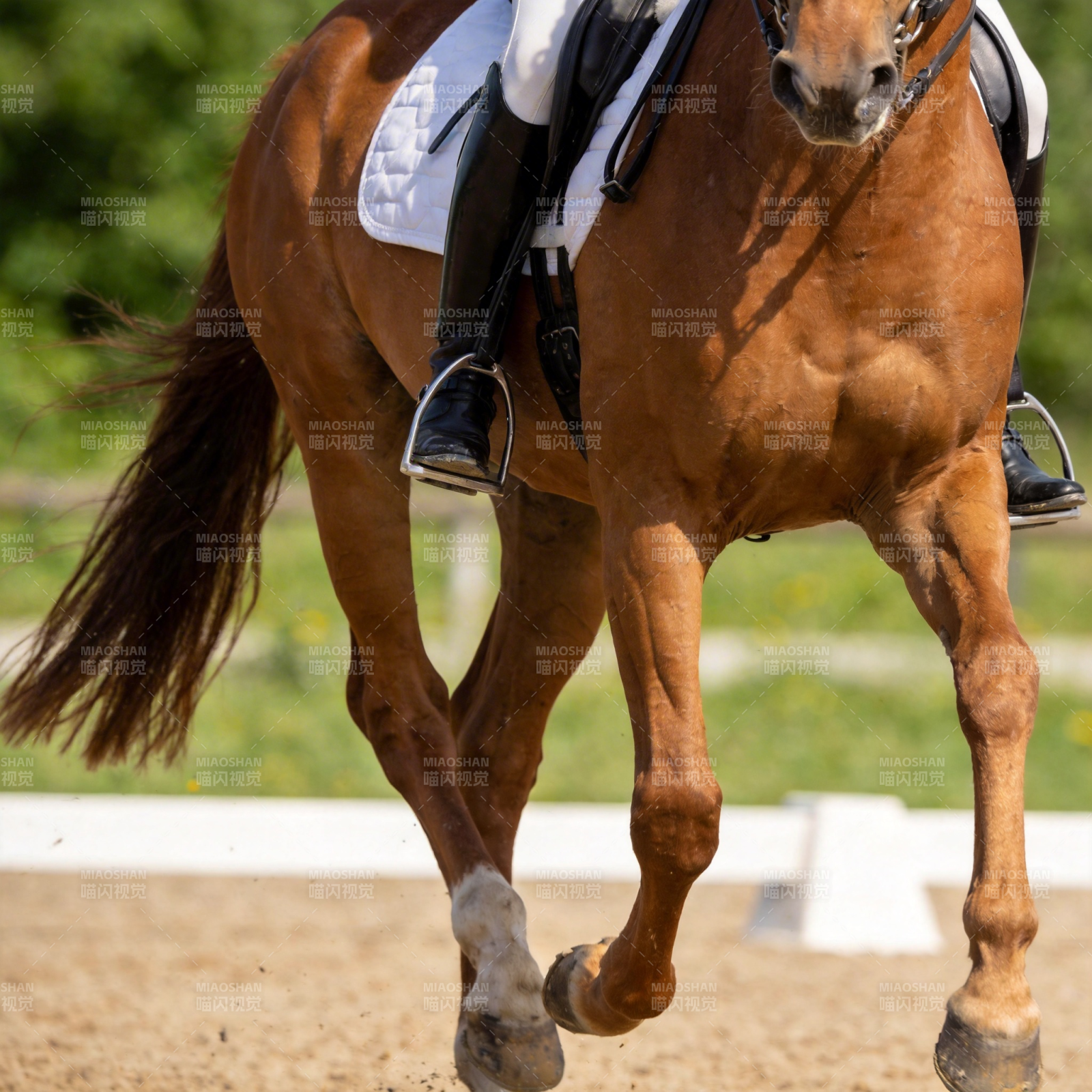 骏马飞驰赛场图片