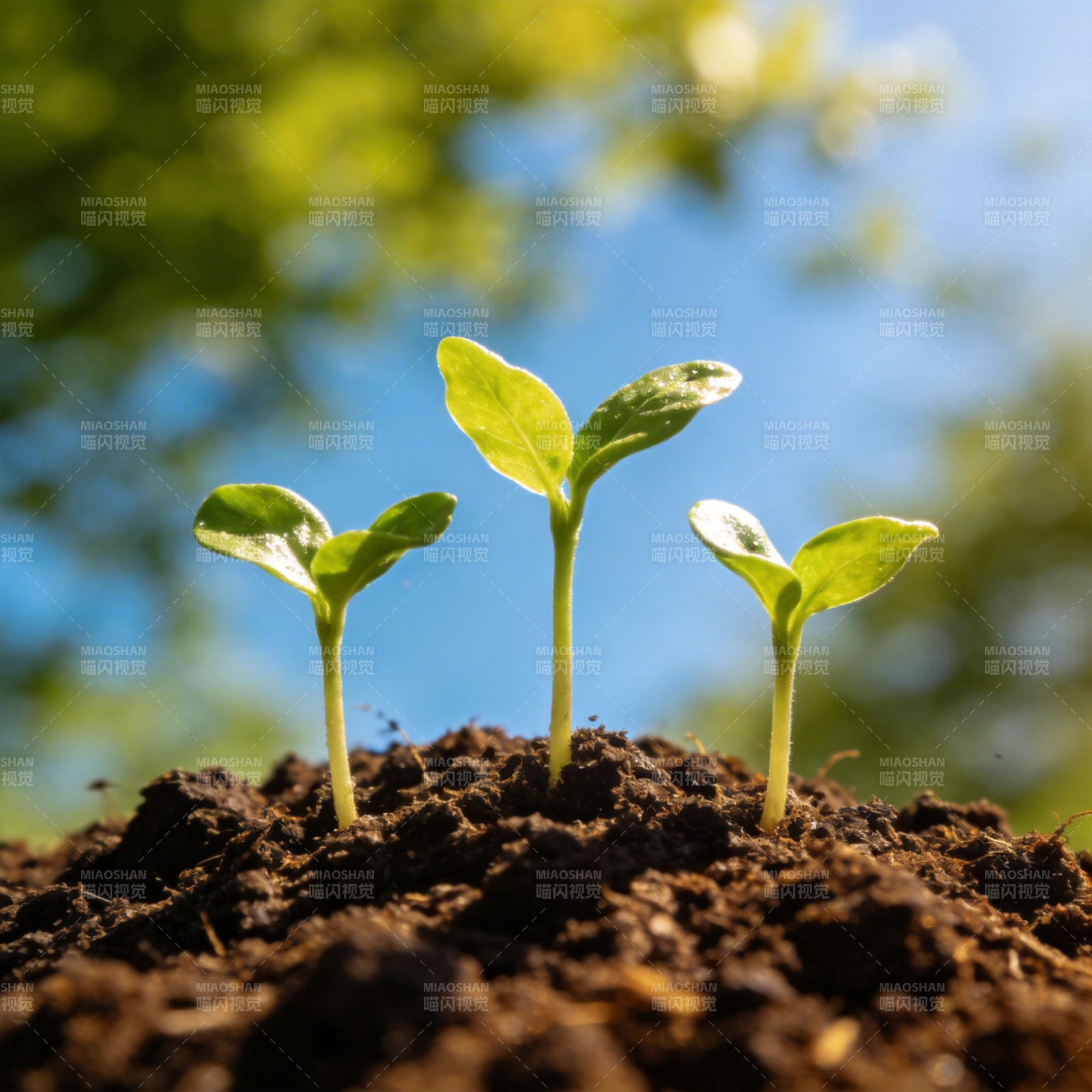 新芽破土而出图片