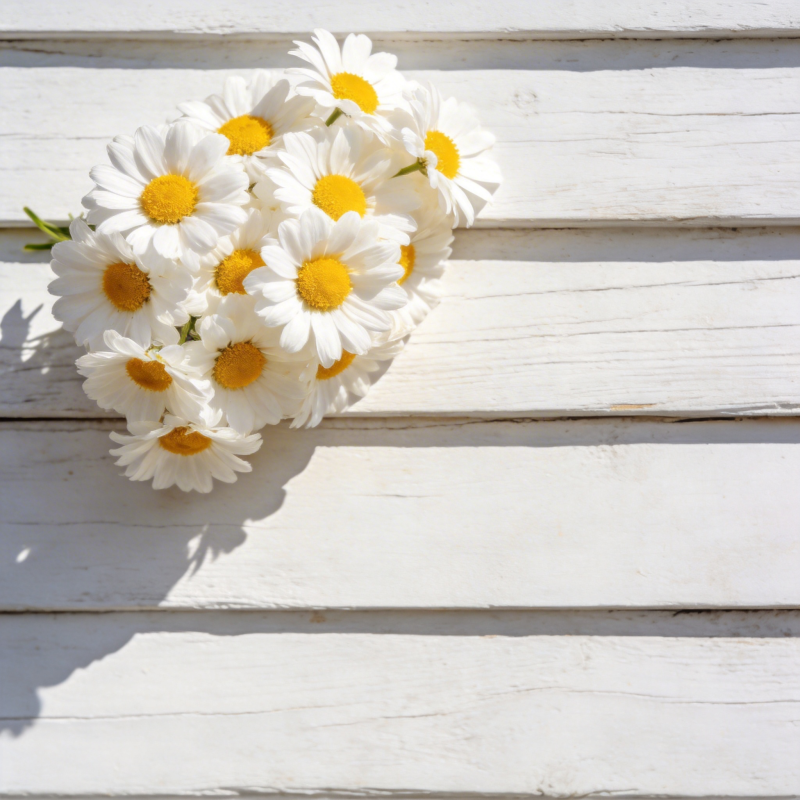 雏菊静谧之美图片