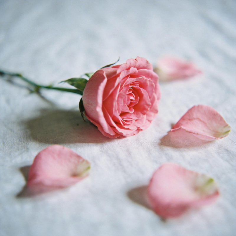 粉玫瑰与花瓣图片