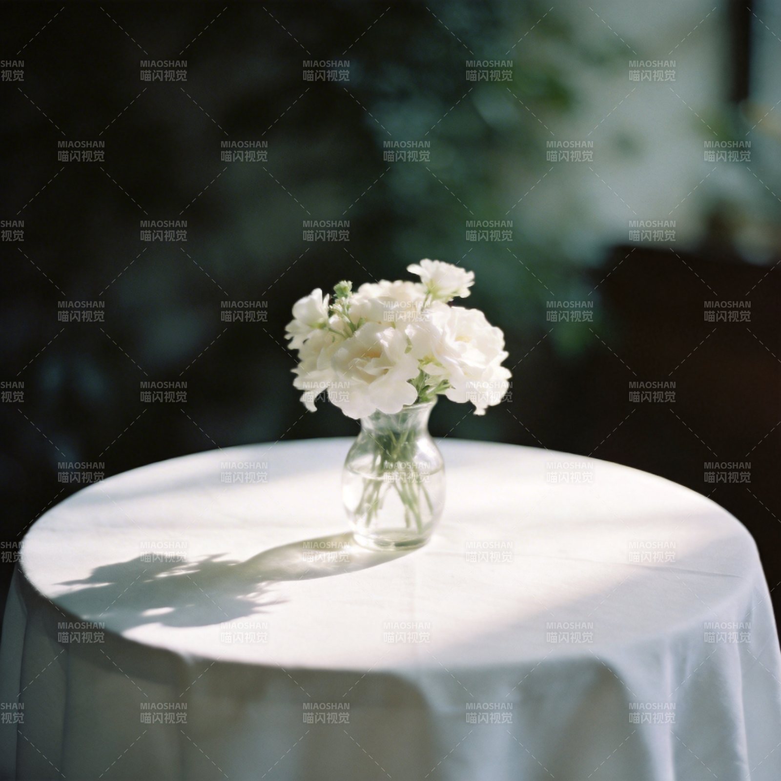 白花静置 光影温柔图片