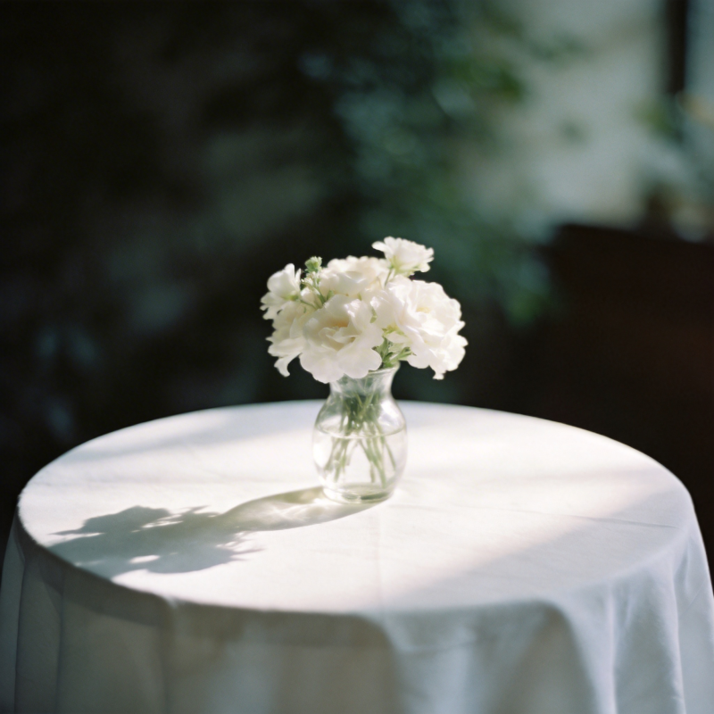 白花静置 光影温柔图片