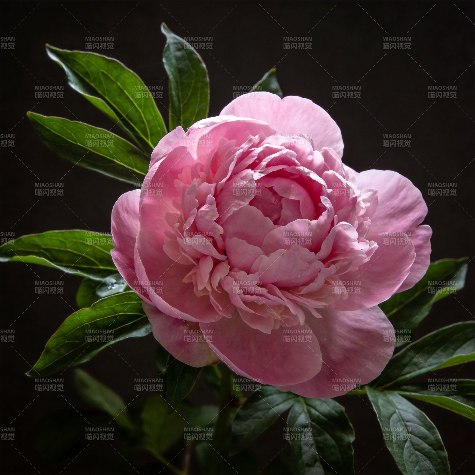 粉嫩牡丹绽放图片