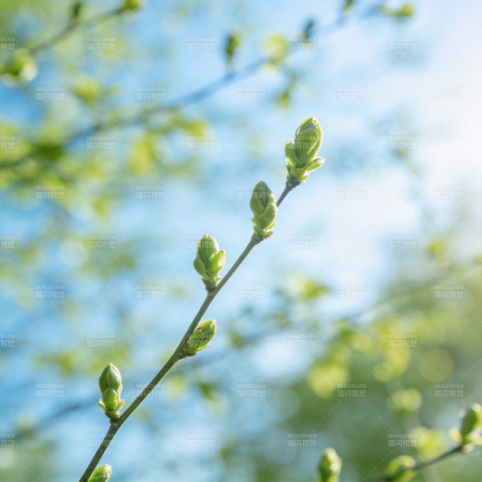 春芽初绽图片
