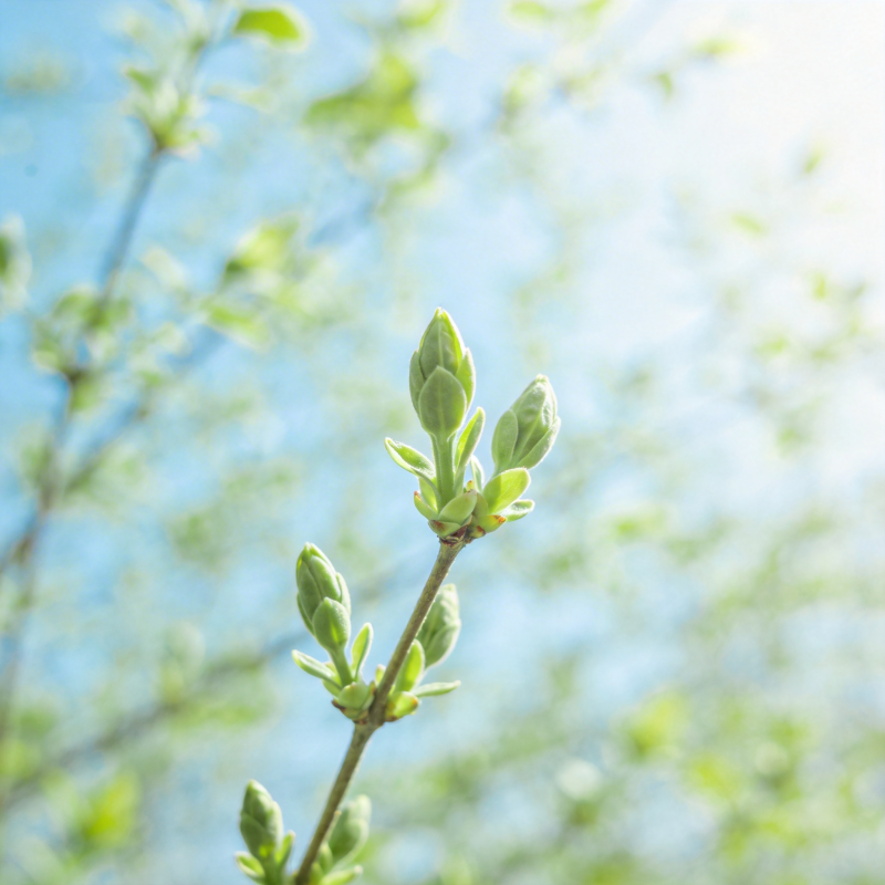 春芽初绽图片
