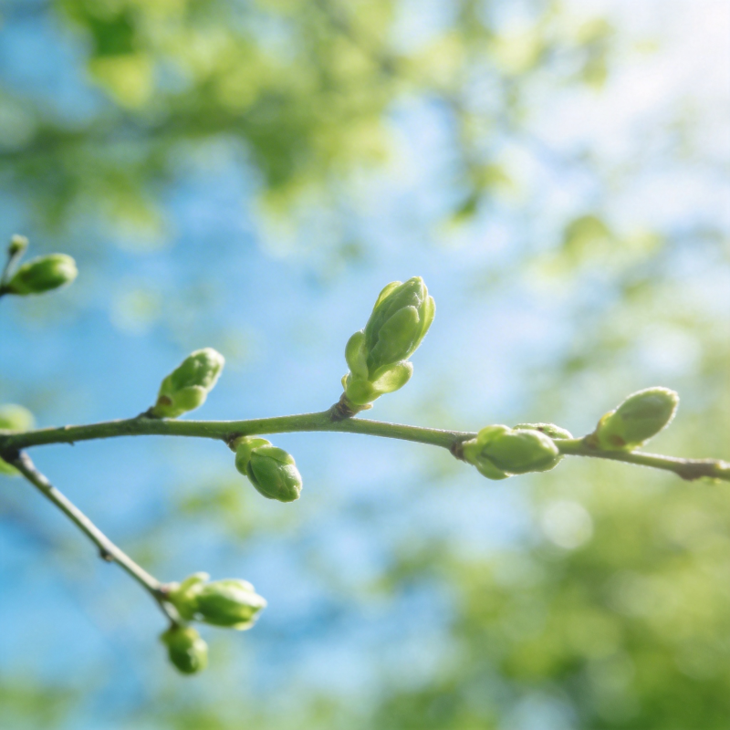 春芽初绽图片