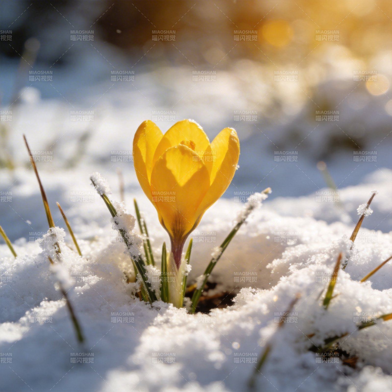 雪中黄花绽放图片
