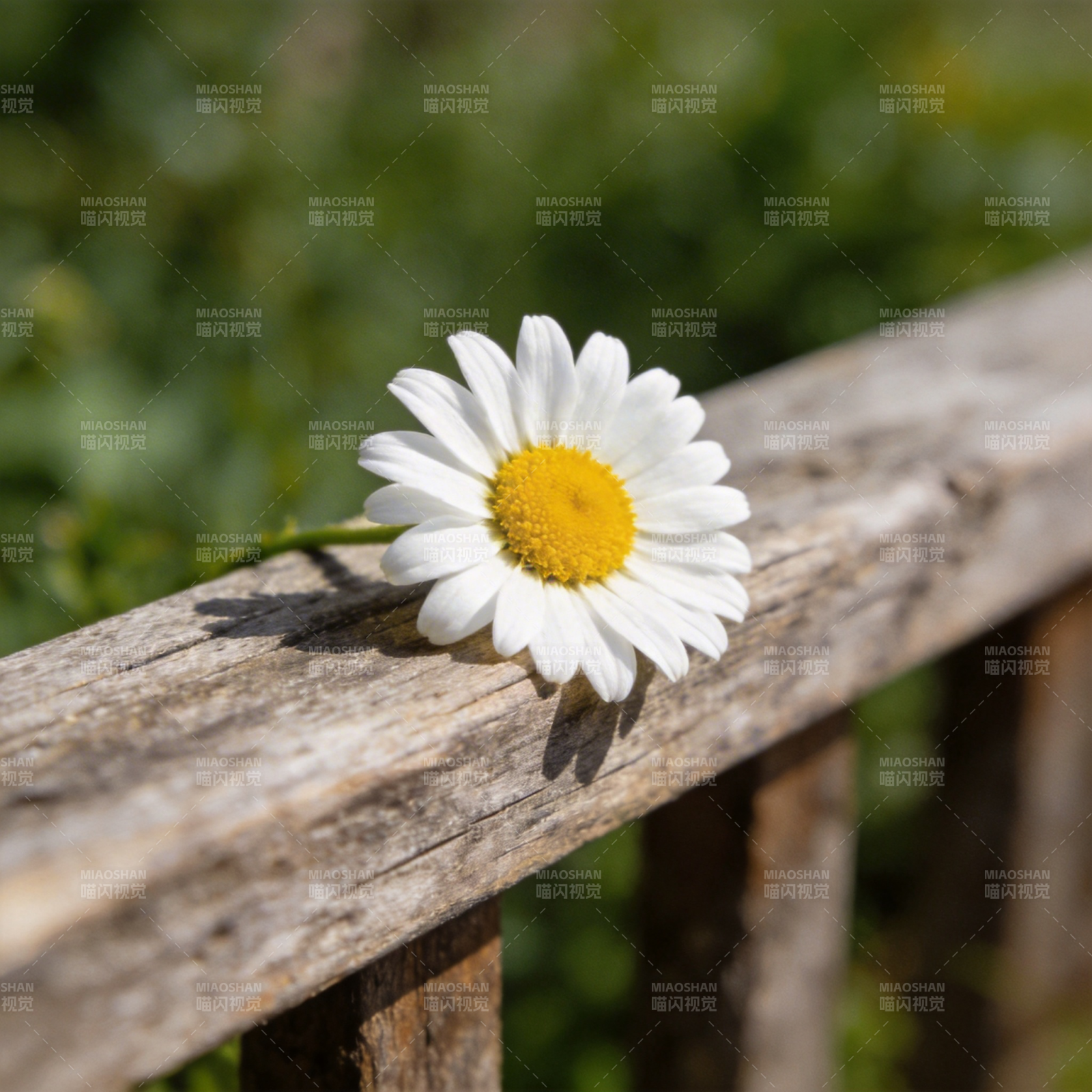 雏菊静卧木栏图片