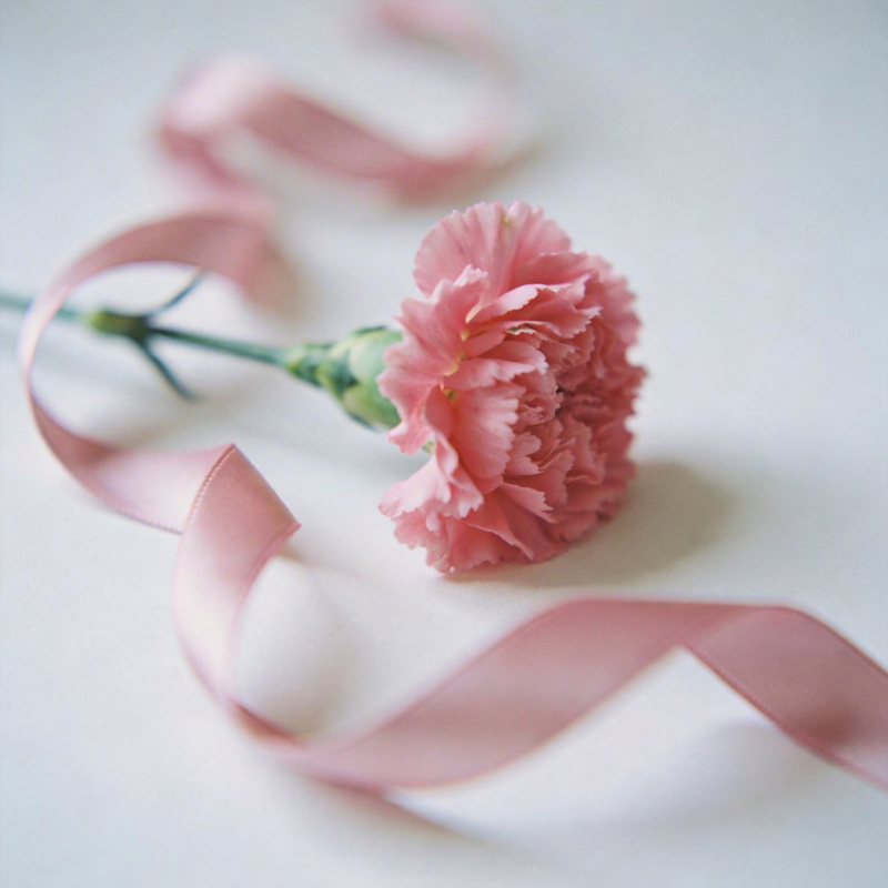 粉红康乃馨与丝带图片