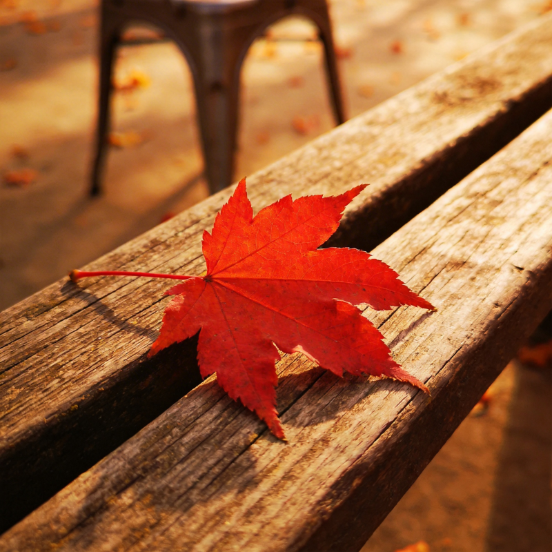 秋叶静卧木椅图片