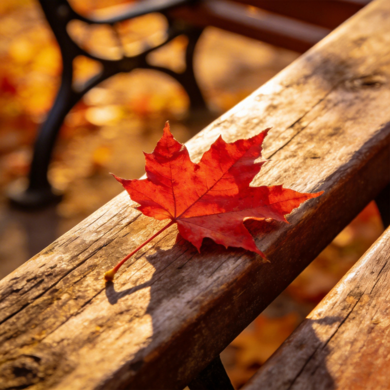 秋叶静卧木凳图片