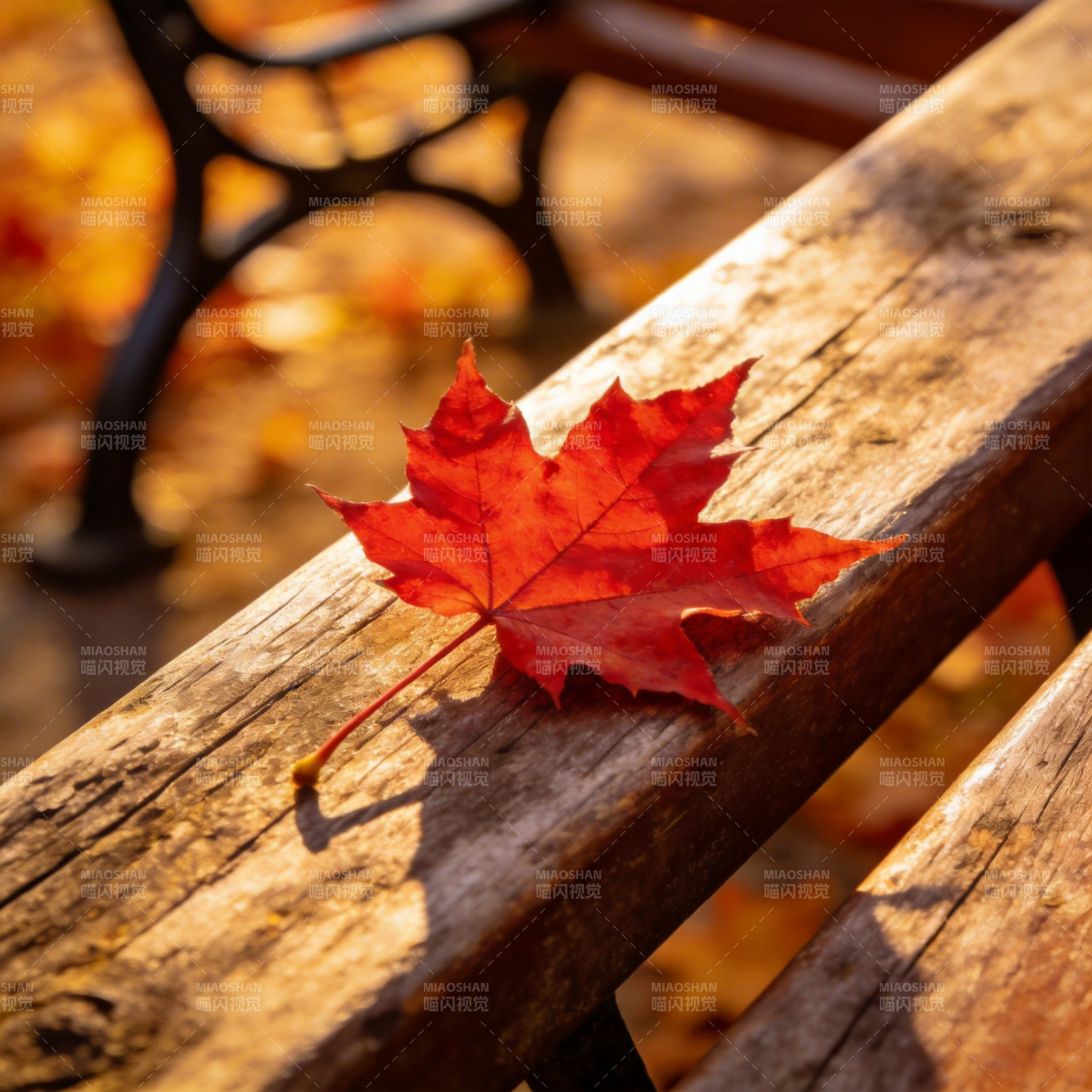 秋叶静卧木凳图片