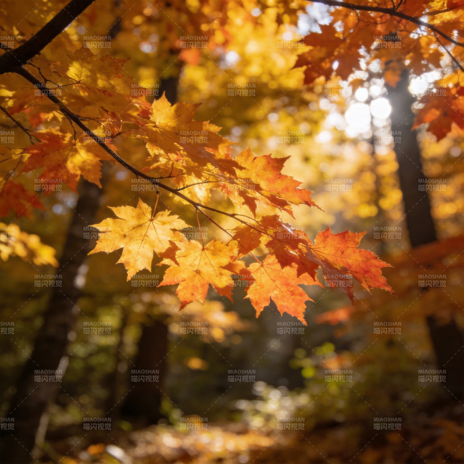 秋叶映光图片