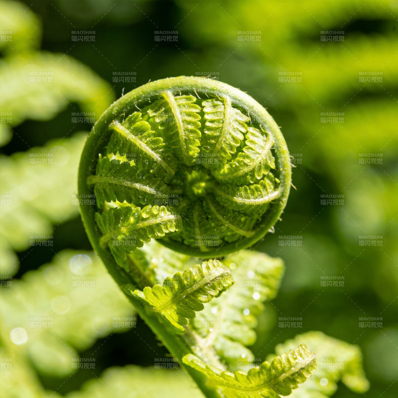 蕨叶初展生机盎然图片