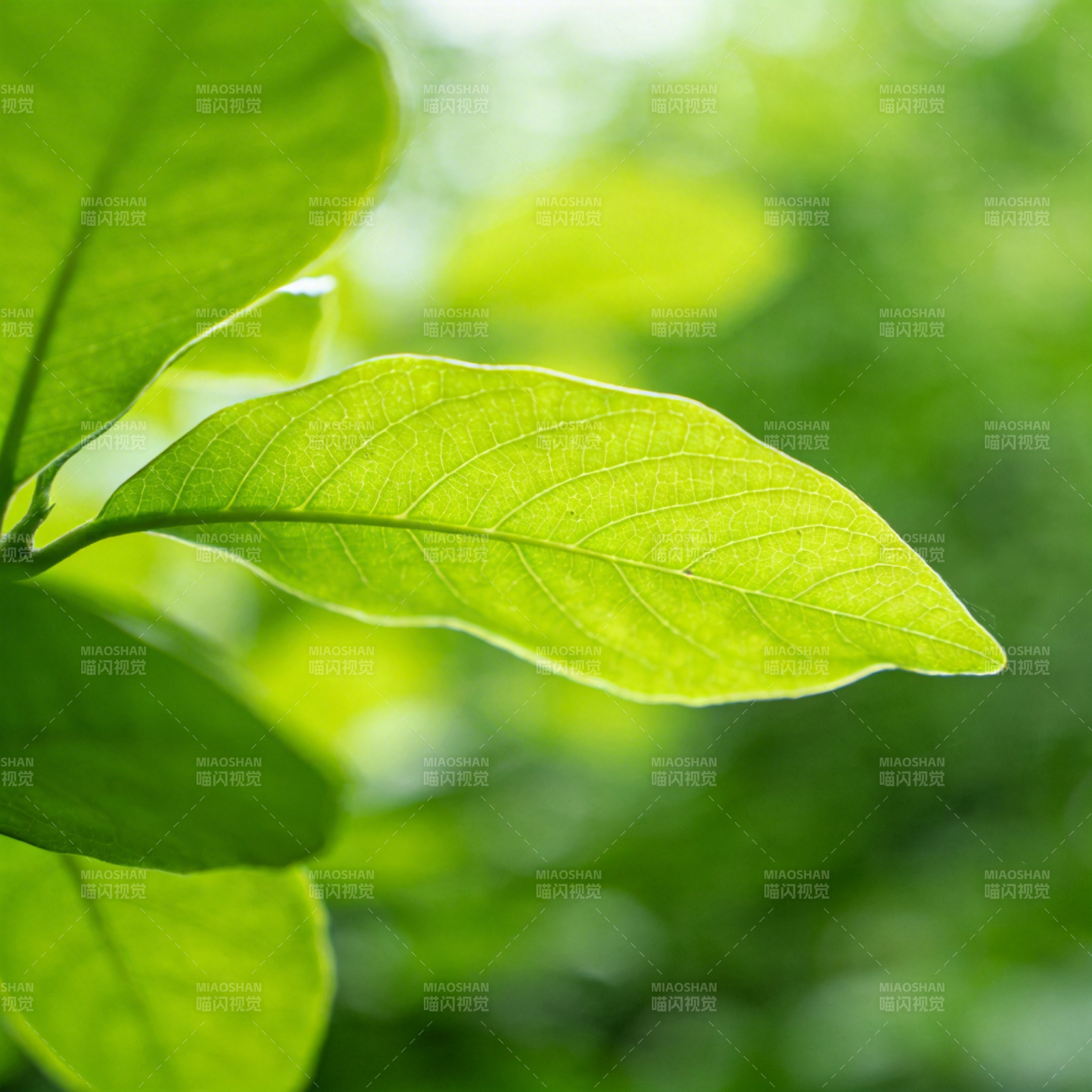绿叶新生图片