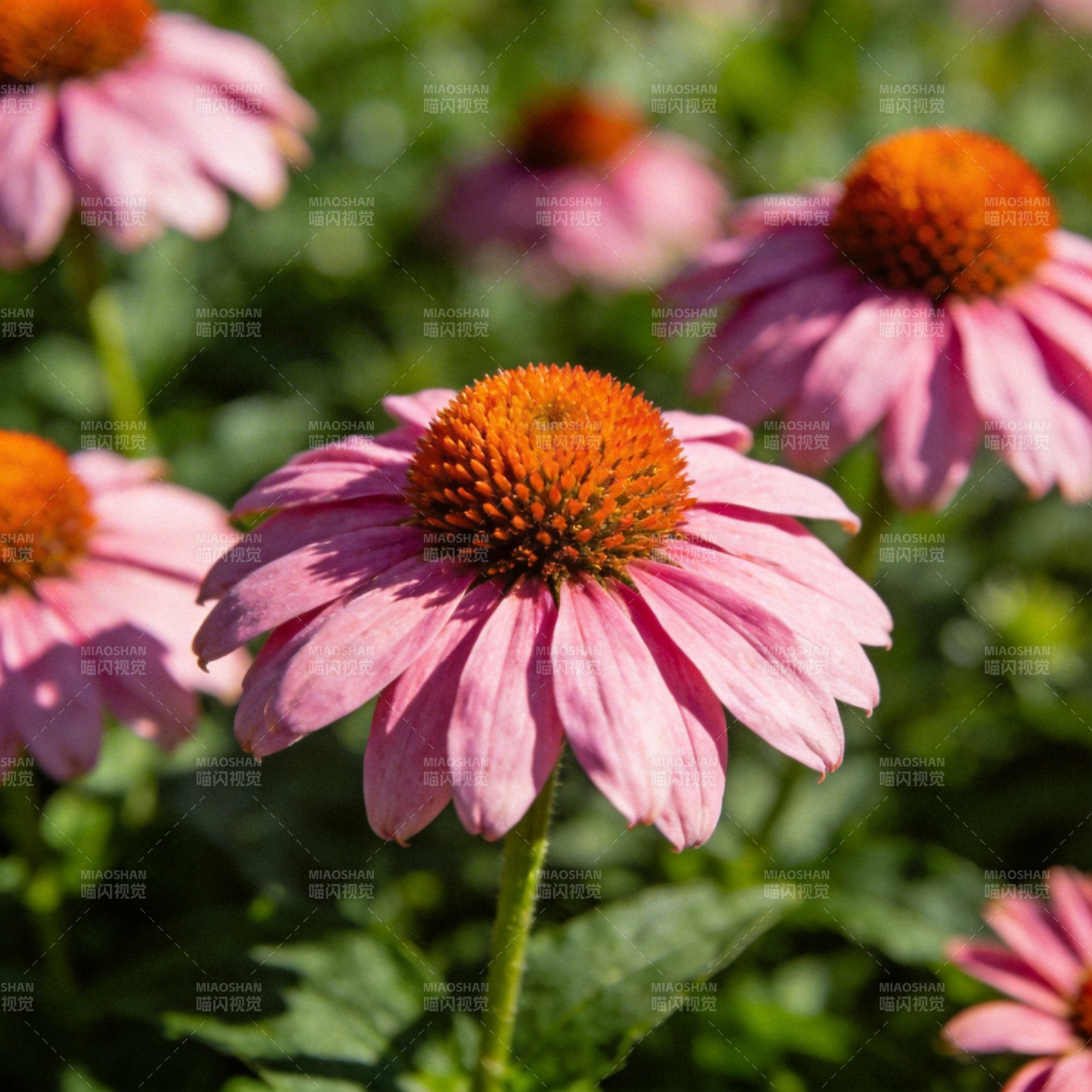 粉红锥花绽放图片