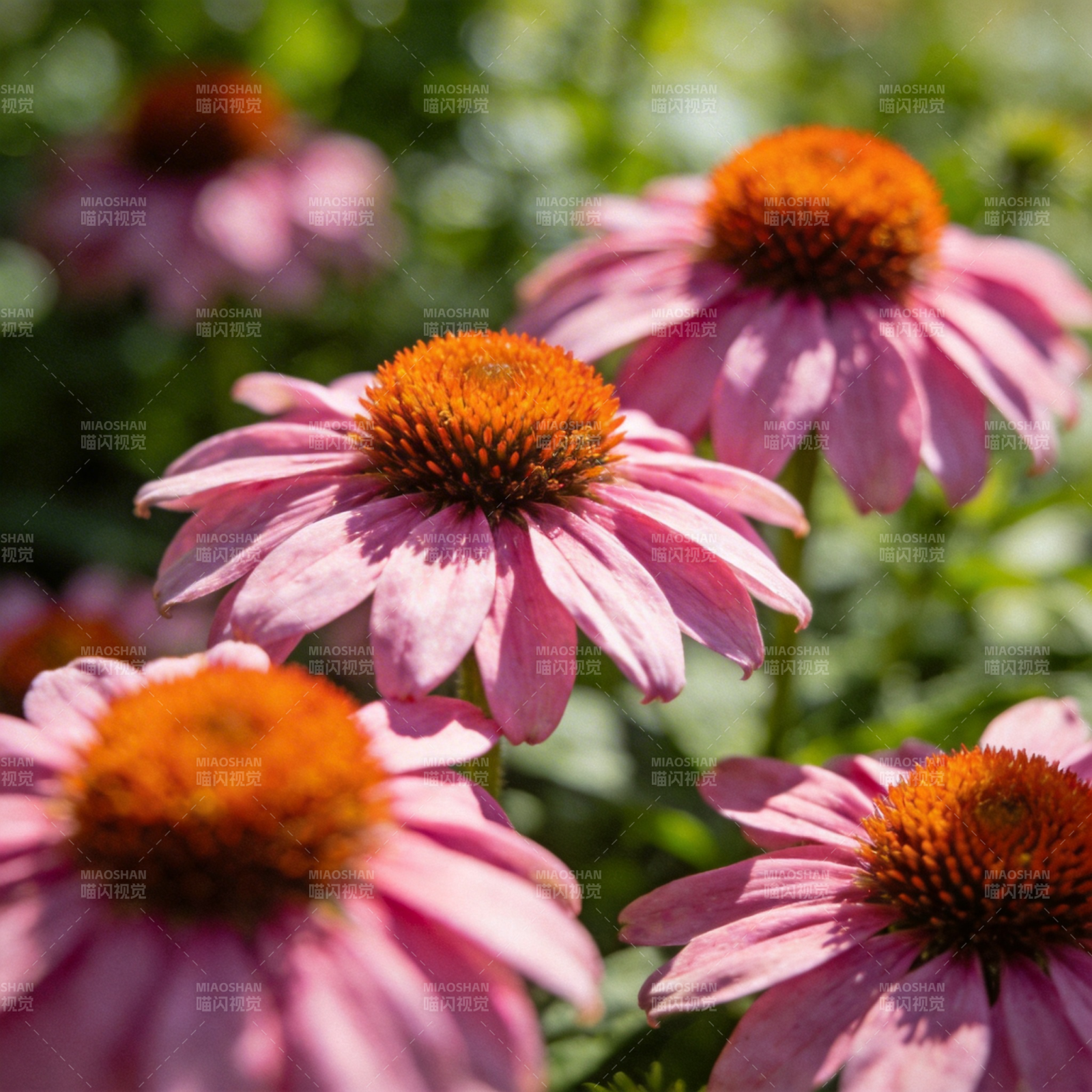 粉紫松果菊绽放图片