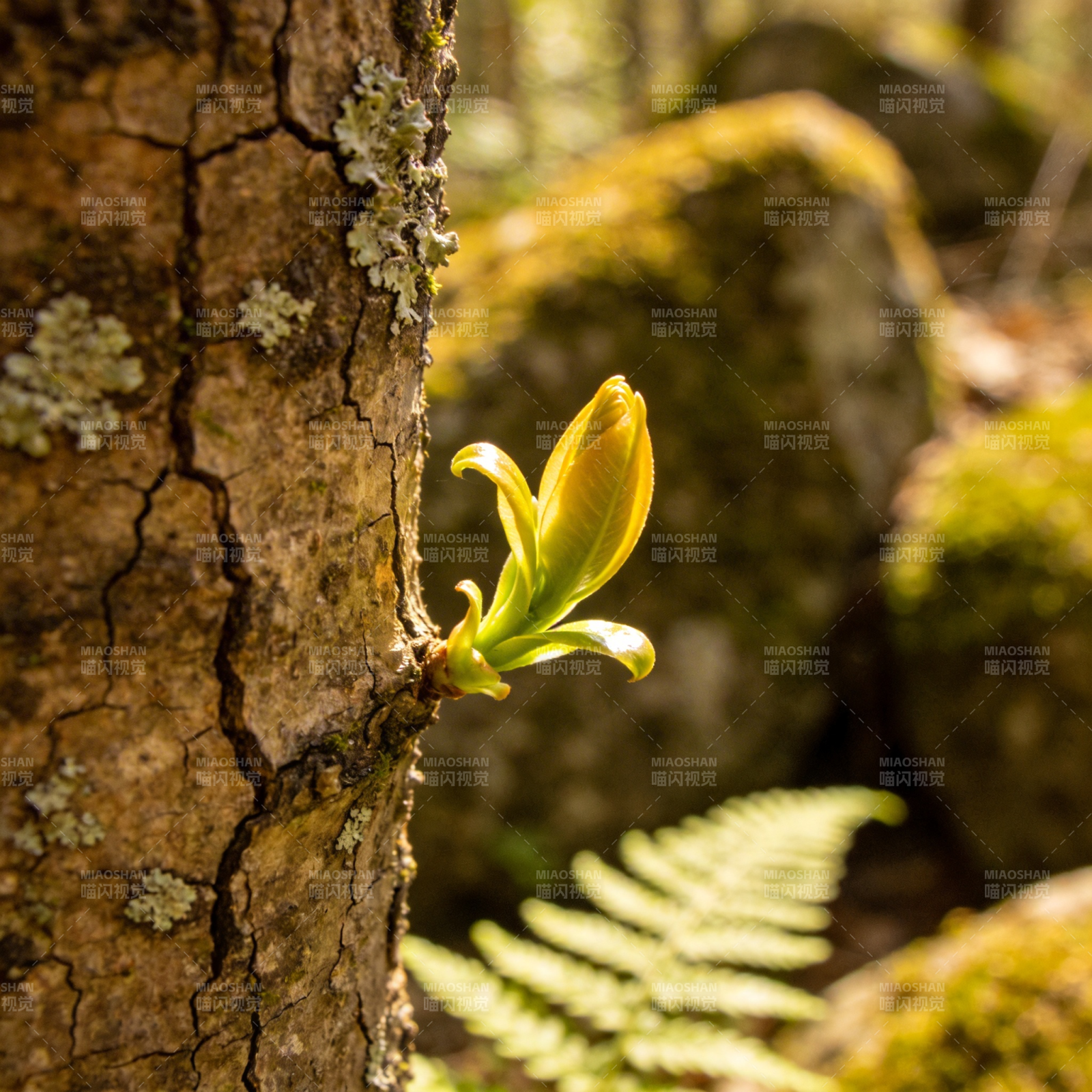新芽破壳 春意盎然图片