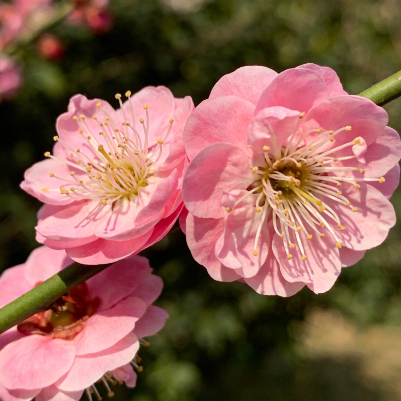 粉梅绽放春意浓图片