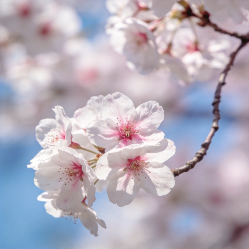 樱花绽放 春意盎然图片
