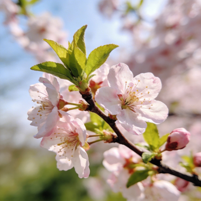 樱花绽放春意浓图片