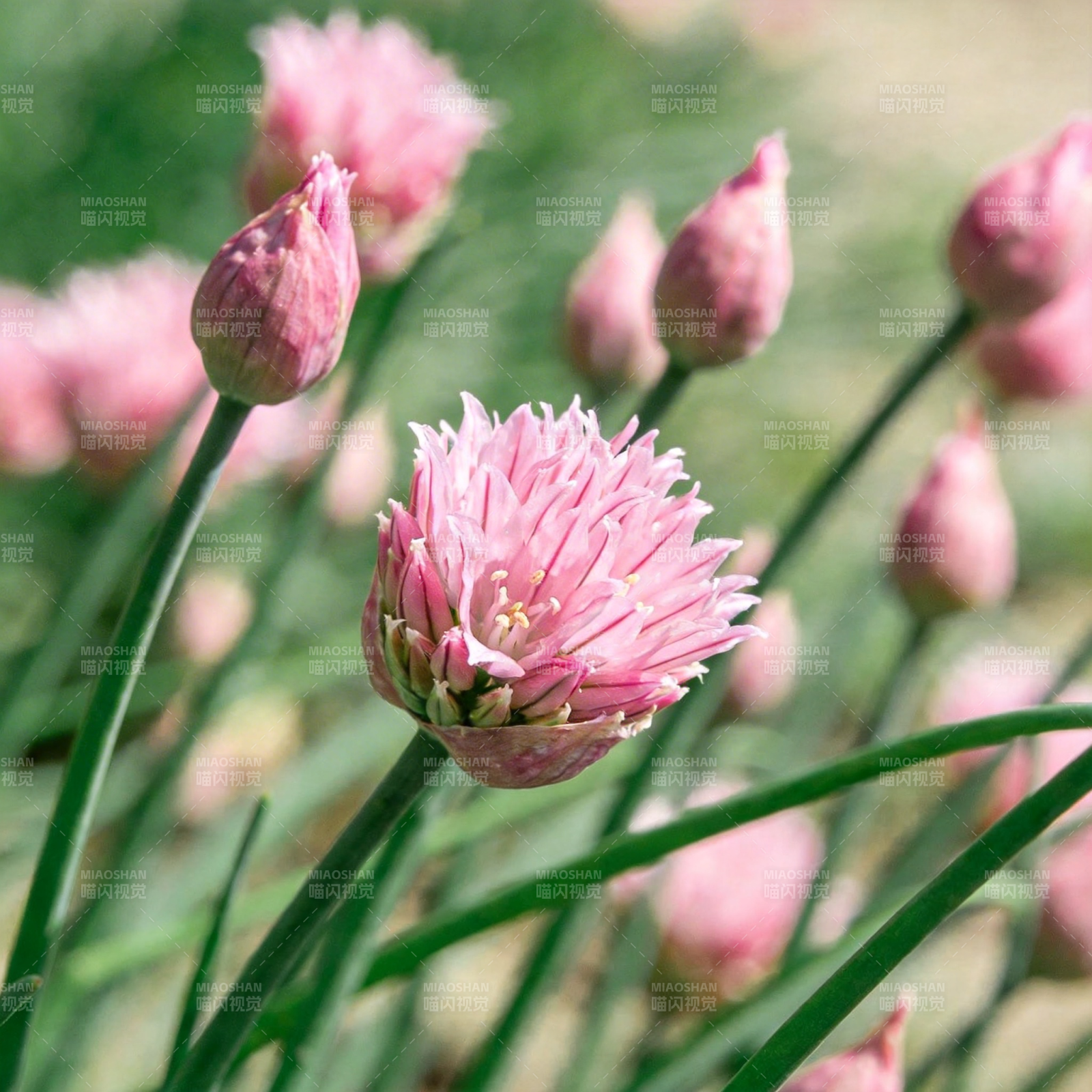 粉红葱花绽放图片